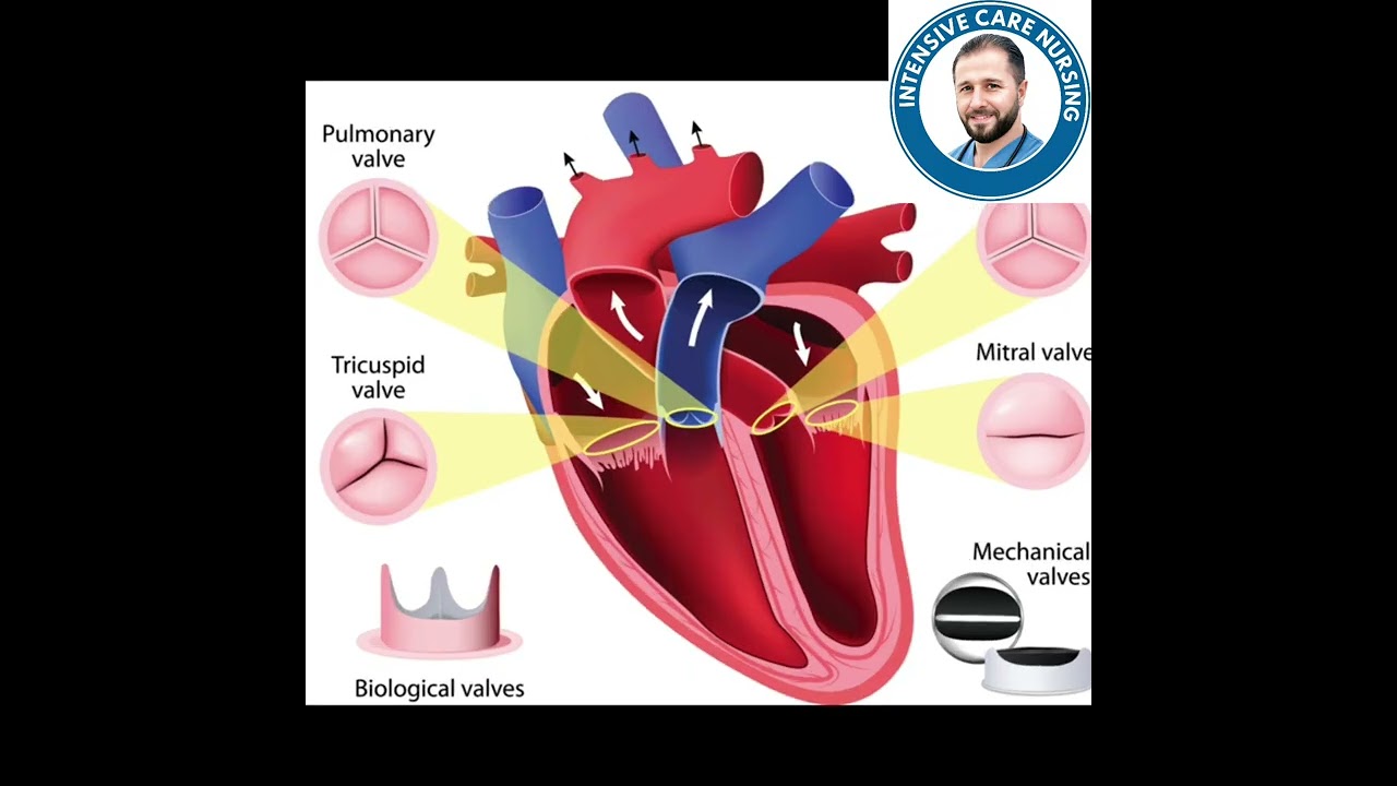 تشريح وفيزيولوجيا  القلب ❤️ بطريقة واضحة و بسيطة 