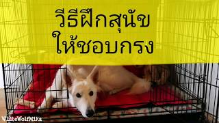 ทำให้สุนัขรักกรงตัวเอง | ฝึกสุนัขเบื้องต้น | WhiteWolfMika