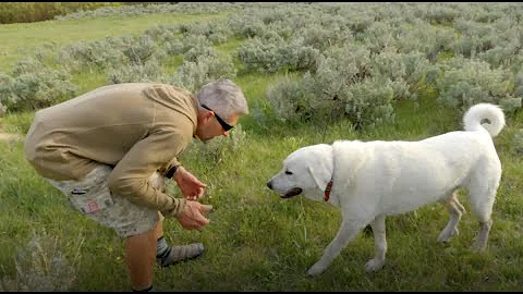 Unega Mountain Dog Rescue | Sun Valley Voices & Vi...