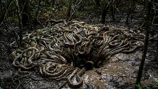 Something Has Started Swallowing Pythons in One Bite in Florida