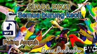 Pancingan Suara Burung Paling Ampuh Buat Pikat