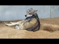 狼犬の寝起きを襲撃してみたら…！？