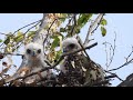 Hawk Nest with 2 nestlings