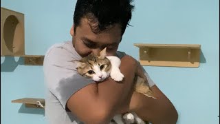 10 ekor kucing domestik di cat hotel jakarta selatan 😻 ada kucing ras juga penitipan kucing jakarta by Oco Nugroho 268 views 3 months ago 5 minutes, 4 seconds