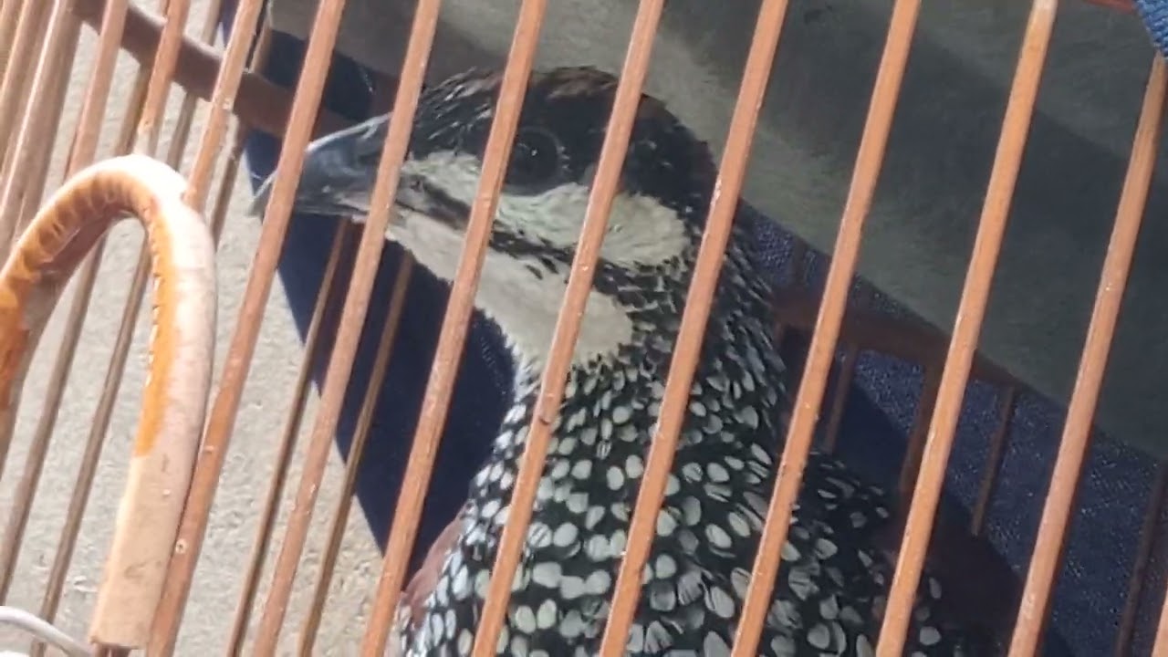 Tình Khúc Chim Đa Đa