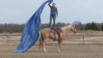 Maverick***For info, price, etc., go to our website***ValleyViewRanch.net