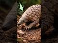 This Animal Has Real-Life Armor 😲The Pangolin Explained #Pangolin #WildlifeFacts #AmazingAnimals