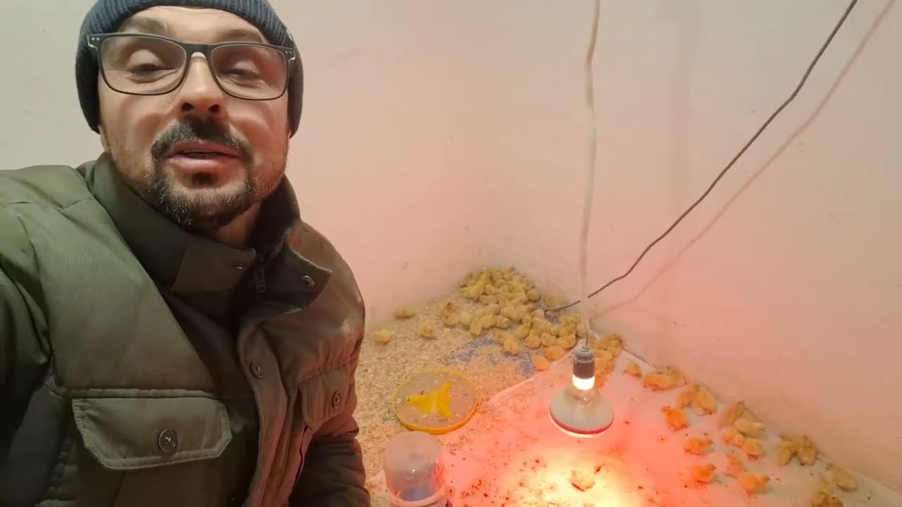 Як так❓️Повернулися курчатами там де були яйцями‼️Перепела ,як бізнес на полу з 0 до забою‼️