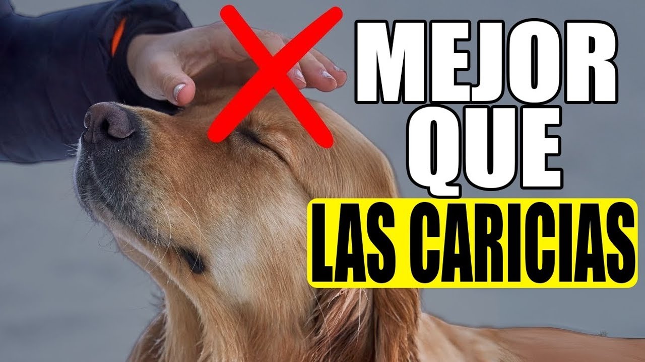 ¡15 Cosas que Tu PERRO AMA Más que las Caricias!
