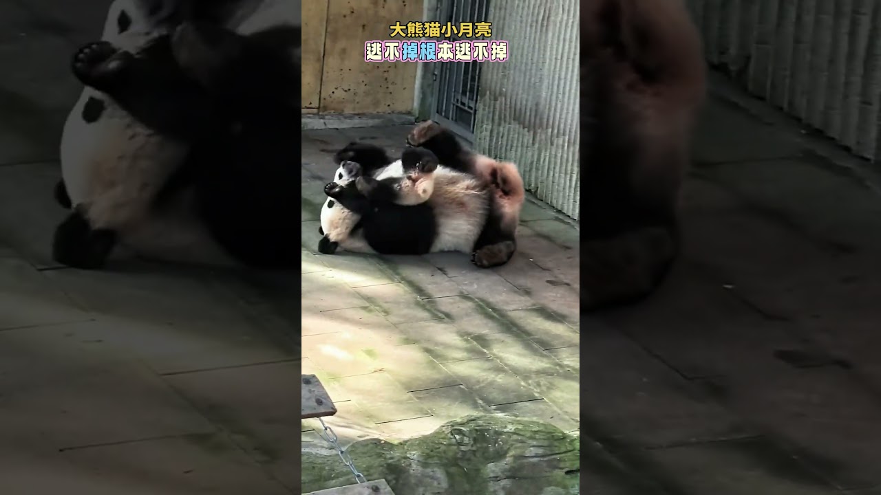 26.03.10💖 小月亮：逃不掉根本逃不掉妈妈的熊掌