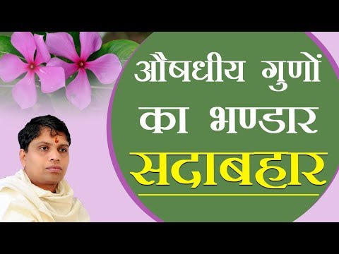 वीडियो: सदाबहार पेड़ किसके लिए उपयोग किए जाते हैं?