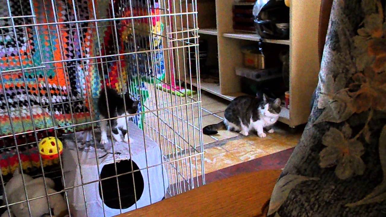 like a prayer new kitten day 3 meeting my big sister for the first time p2