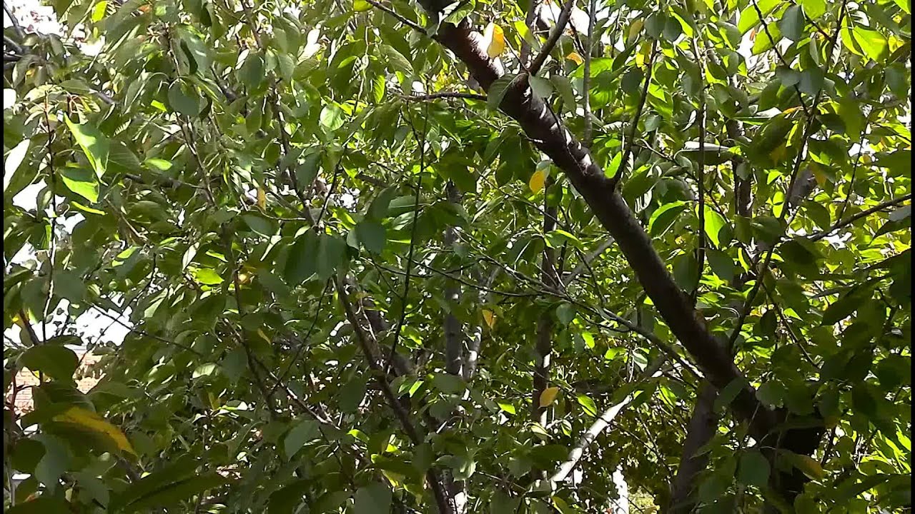 Huawei Ascend D Quad XL 1080p Camera Sample