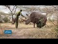 كينيا خطر الانقراض يهدد وحيد القرن الأبيض الشمالي 