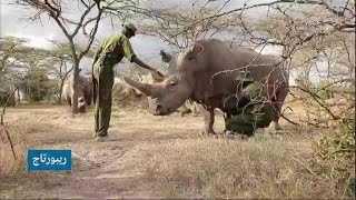 كينيا... خطر الانقراض يهدد وحيد القرن الأبيض الشمالي