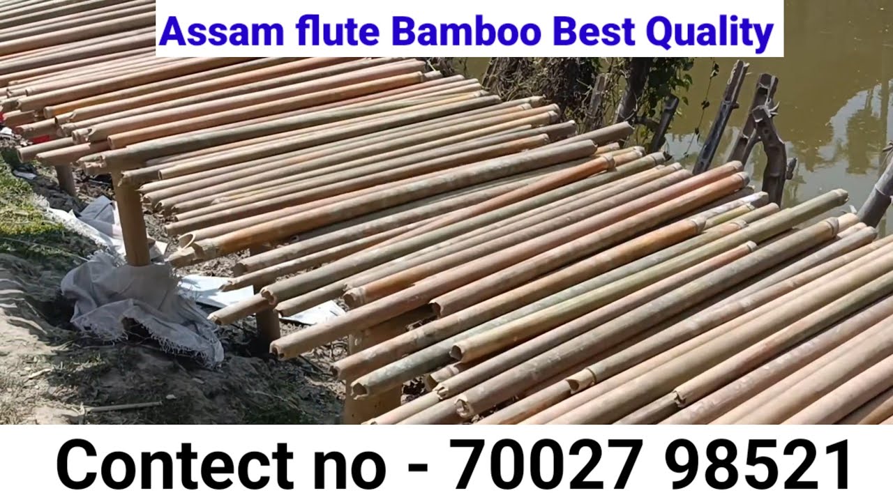 Best Quality Assam Bamboo Flute // Bamboos for making flute