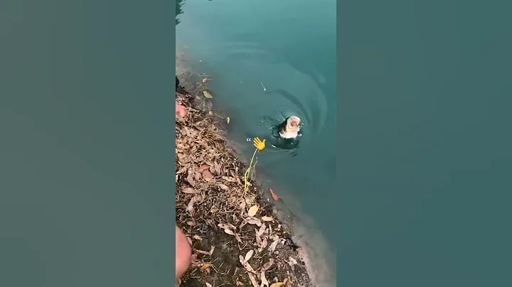 Big bass on the whopper plopper #shorts #bassfishing #bigbass