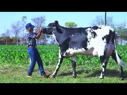LOTE 12 Ferroviária 2659-BZ