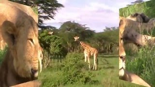 Kenia wildlife animals