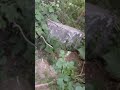 В поисках деревни #reels