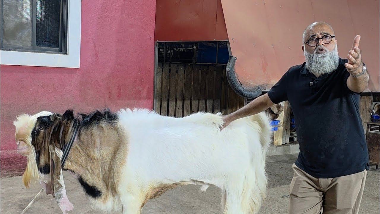 Lakho Ka Dhanda Croro Ki Bhool Hisaab Kiye Toh Mudal Bhi Gul | Breeding Setup Reality By Imran Bhai.