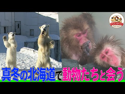 【真冬の北海道で動物園・水族館めぐり】氷の海ではしゃぐアザラシや露天風呂でくつろぐサル！硬～いごちそうを食べるホッキョクグマに会いに行ってみた【どうぶつ奇想天外／WAKUWAKU】