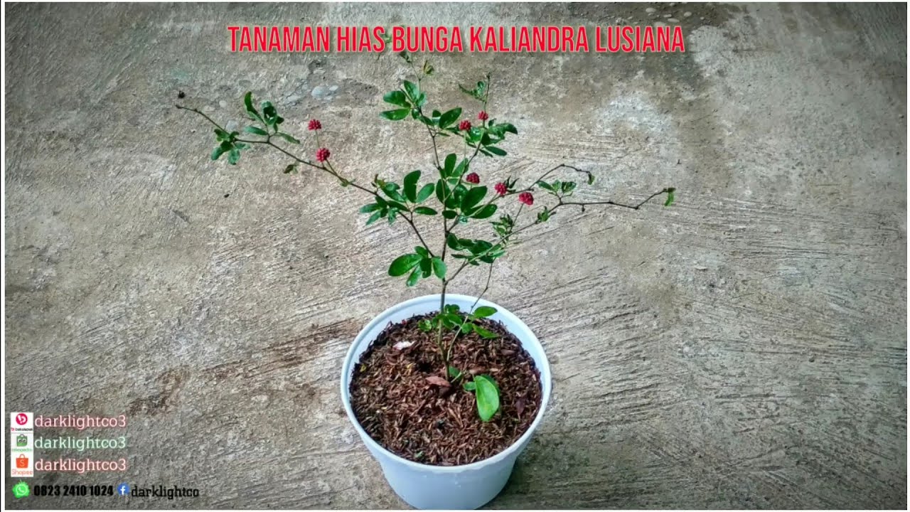 Tanaman Hias Bunga Kaliandra Lusiana