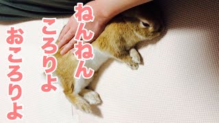 赤ちゃんの様に寝かしつけされるネザーランドドワーフのうさぎ  #364