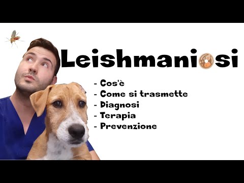 Video: Cos'è la leishmaniosi nei cani?