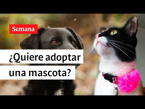 ¿Quiere adoptar una mascota? Conozca cómo puede hacerlo en Bogotá | Semana noticias