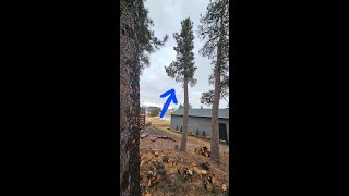 Cutting down a 40 foot Pine Tree. Hope it don’t hit the house!