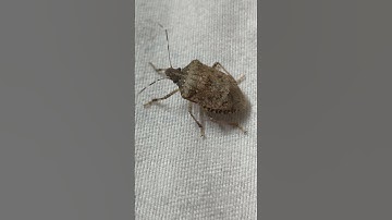 brown marmorated stink bug (Halyomorpha halys)  Pentatomidae
