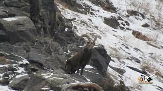 Successful Himalayan Ibex Trophy Hunting || Ghulkin Hunza || Best Trophy Hunting in Pakistan