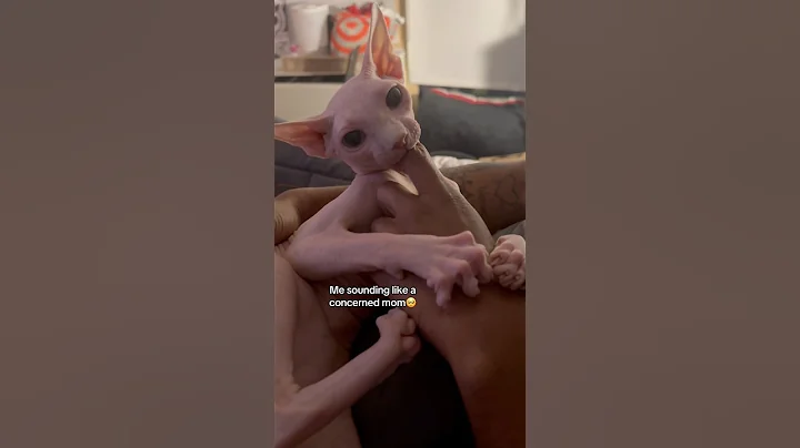 Video 11852421: eyed sphynx cat, adorable sphynx cat