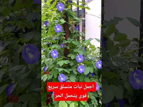 زراعة الشاى الازرق بديل الشاى العادى