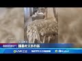 中國年輕人的寵物市場創新