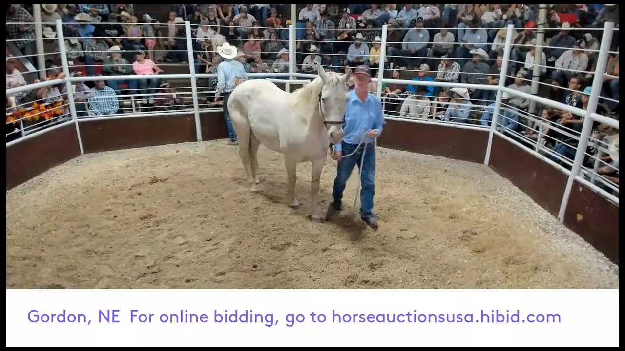 Gordon Livestock, Gordon, NE YouTube