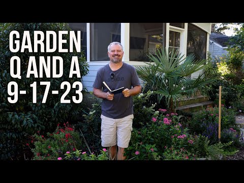 Video: Fråga till trädgårdsmästare: när ska man transplantera liljor på hösten
