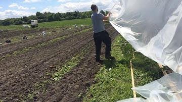 Sheeting a polytunnel in the wind