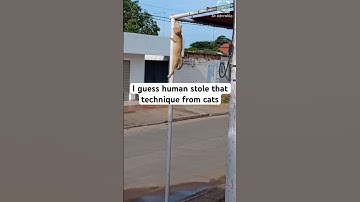Basic technique of cats #shorts #cat #catlovers