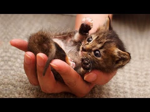 cute-is-not-enough---cute-cats-and-kittens-doing-funny-things-2018-#11