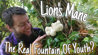 Lion's Mane - Is The Fountain Of Youth Hidden Within A Mushroom? 🍄🧠 by Home Is Where Our Heart Is 6,407 views 10 months ago 8 minutes, 11 seconds