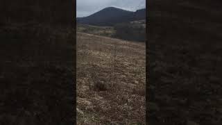 Gon Lisice Sa Nlt-Om