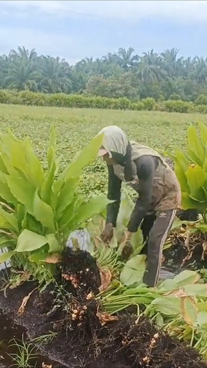 Planting turmeric in peat land