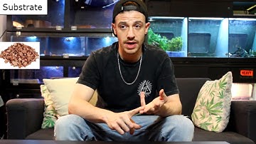 Thinking about getting a pet Ball Python? Watch this! BALL PYTHON CARE GUIDE