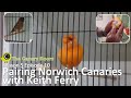 The canary room season 5 episode 10  pairing norwich canaries with keith ferry