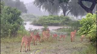 Pukus In The Rain...