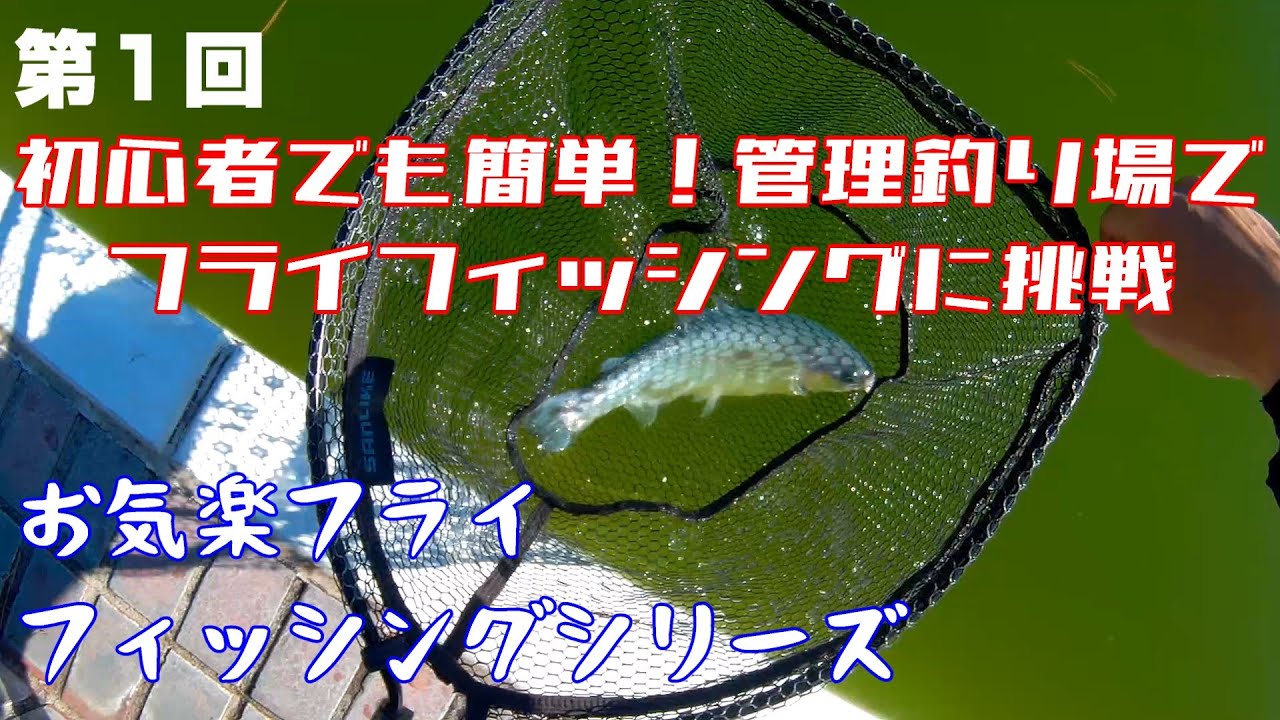 お気軽フライフィッシングシリーズ。第1回初心者でも簡単！管理釣り場でフライフィッシングに挑戦【まず１匹釣る】