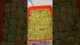 Sering Gagal Semai Selada Hidroponik. Coba Cara Ini