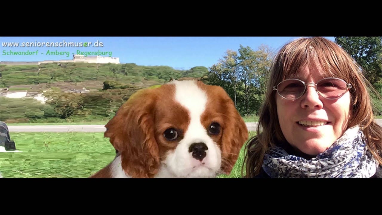 cavalier king charles spaniel im september - YouTube